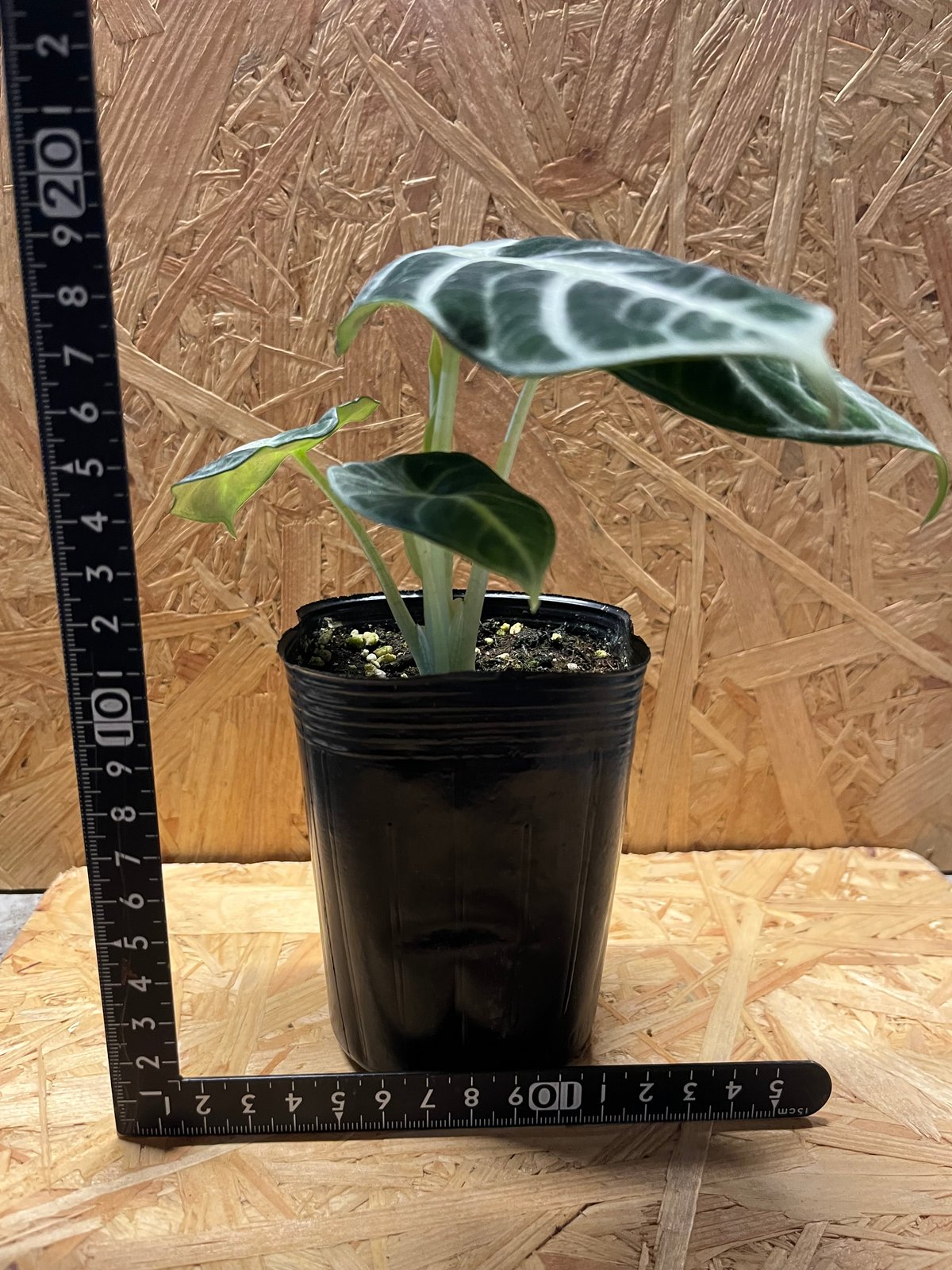 7本物　アロカシア　ニンジャ　斑入り アロカシア ニンジャ クリーム斑入り | 希少植物の販売