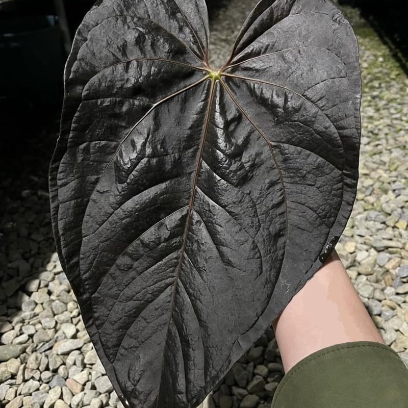 アンスリウム クイーンオブハーツ | GREEN LUCK