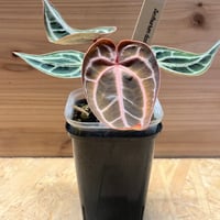 ドラセナ シナバリ | GREEN LUCK