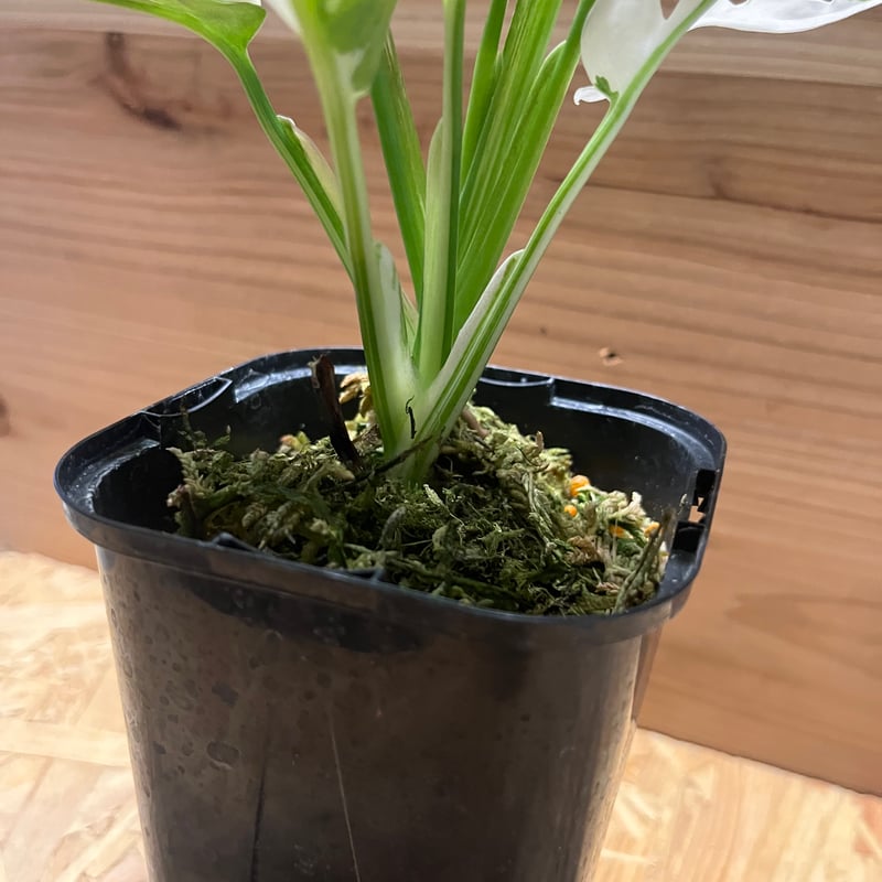 マドカズラ 斑入り No.32【Monstera モンステラ】 マドカズラ 斑入り No.32【Monstera モンステラ】