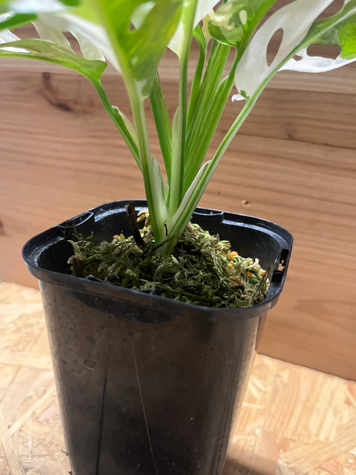 【斑入り】マドカズラ モンステラ 斑入り マドカズラ | GREEN LUCK