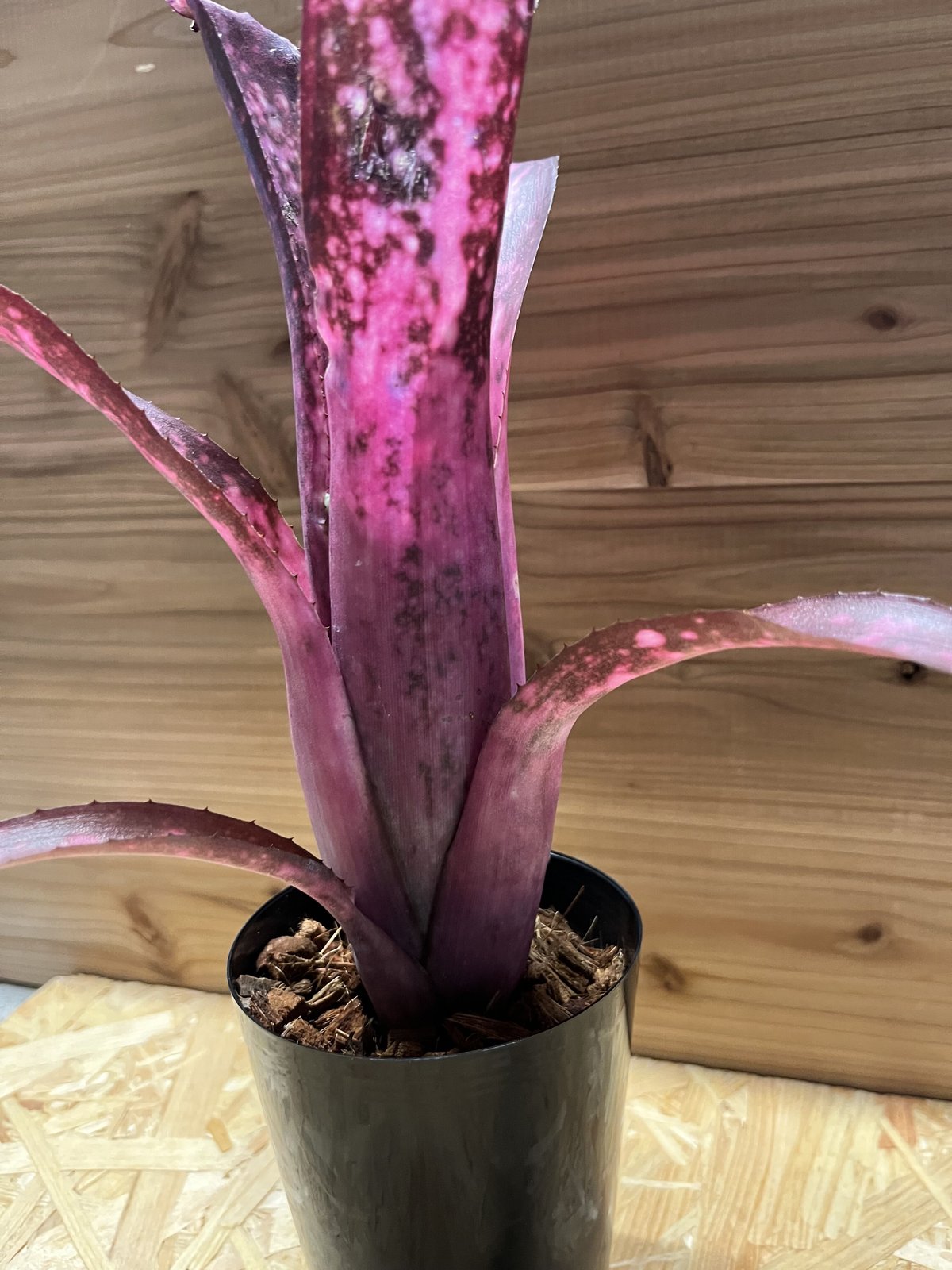 ビルベルギア アリベラ ビルベルギア アリベラ×アラカイ | GREEN LUCK