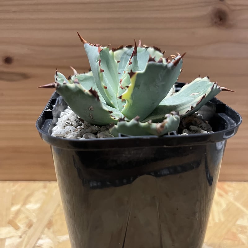 アガベ カブトガニ錦 連棘タイプ | GREEN LUCK