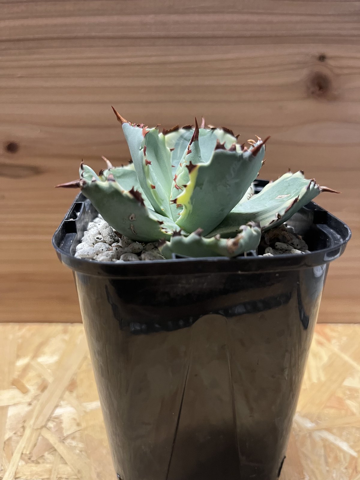 アガベ カブトガニ錦 連棘タイプ | GREEN LUCK