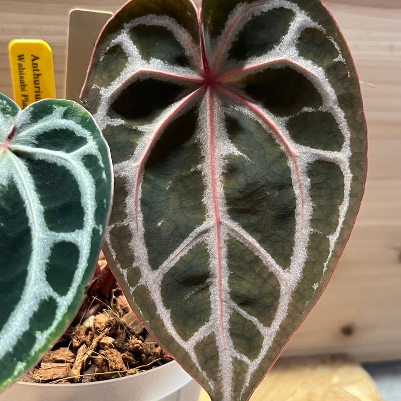 アンスリウム スカーレット | GREEN LUCK