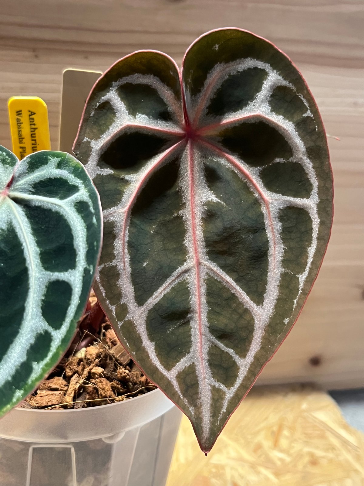 アンスリウム スカーレット | GREEN LUCK