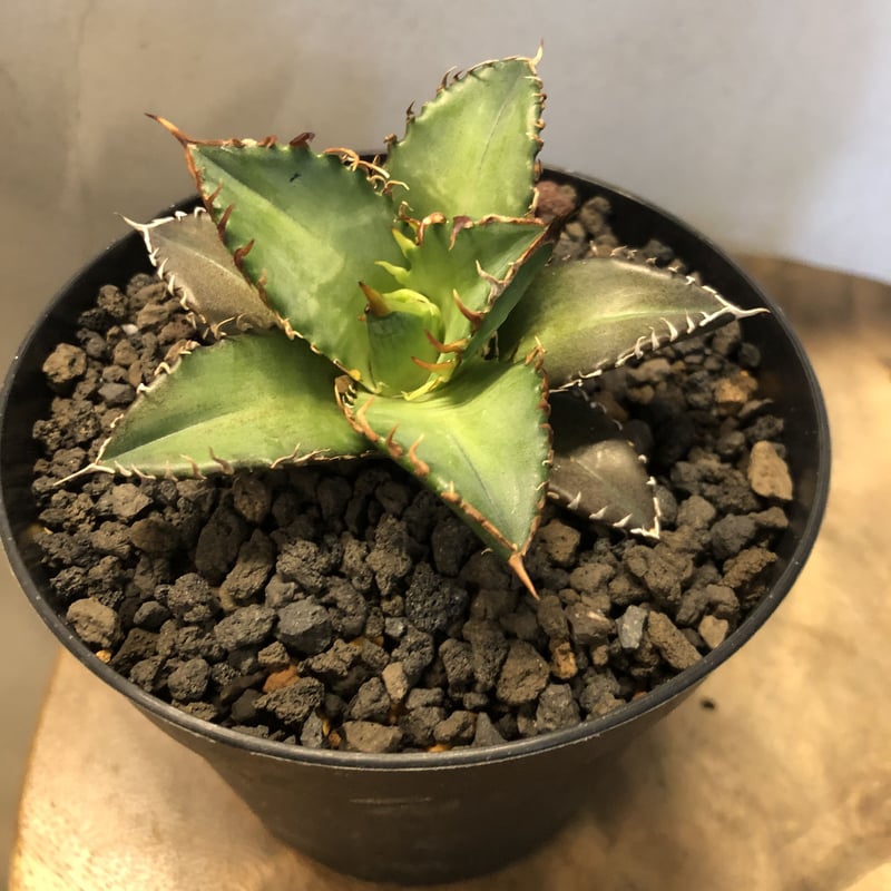 アガベ　チタノタ　セット 000000016345_JH6ekG9.jpg