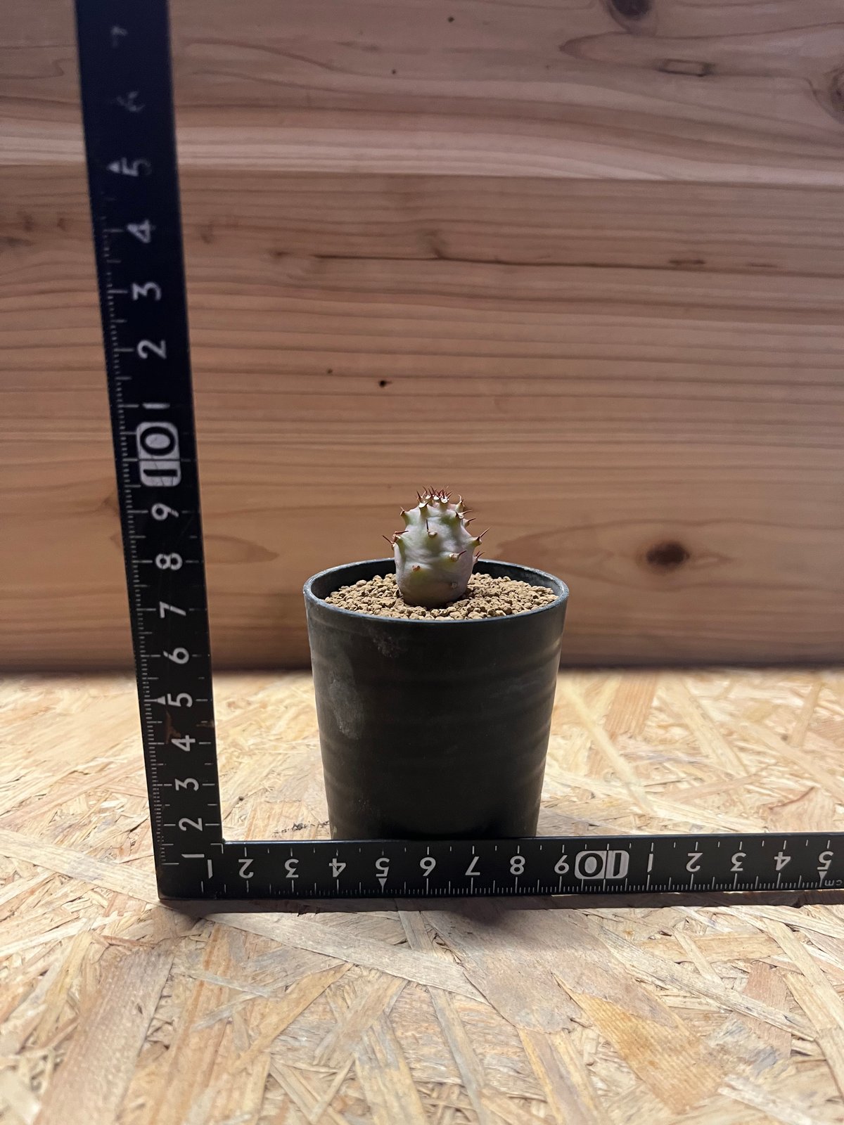 じゃじゃ丸 【新鮮種子25粒】ユーフォルビア・パキポディオイデス 6月