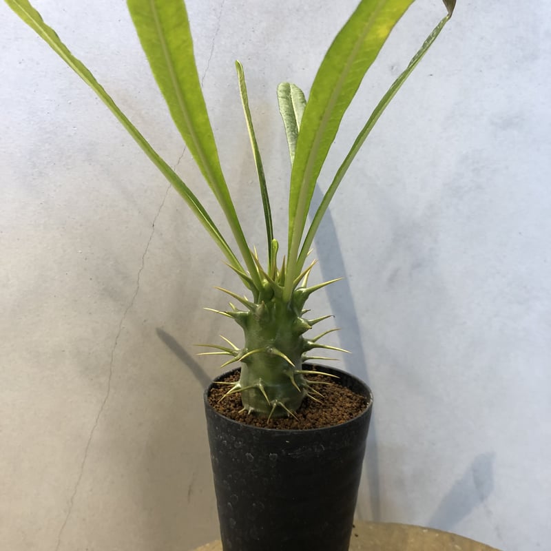 国内実生 パキポディウム アンボンゲンセ ambongense 3 Pachypodium ambongense【パキポディウム・アンボンゲンセ・実生