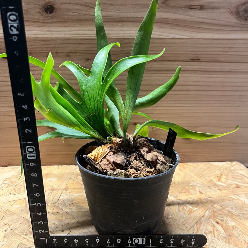 ビカクシダ コロナリウム ドラゴンツリー | GREEN LUCK