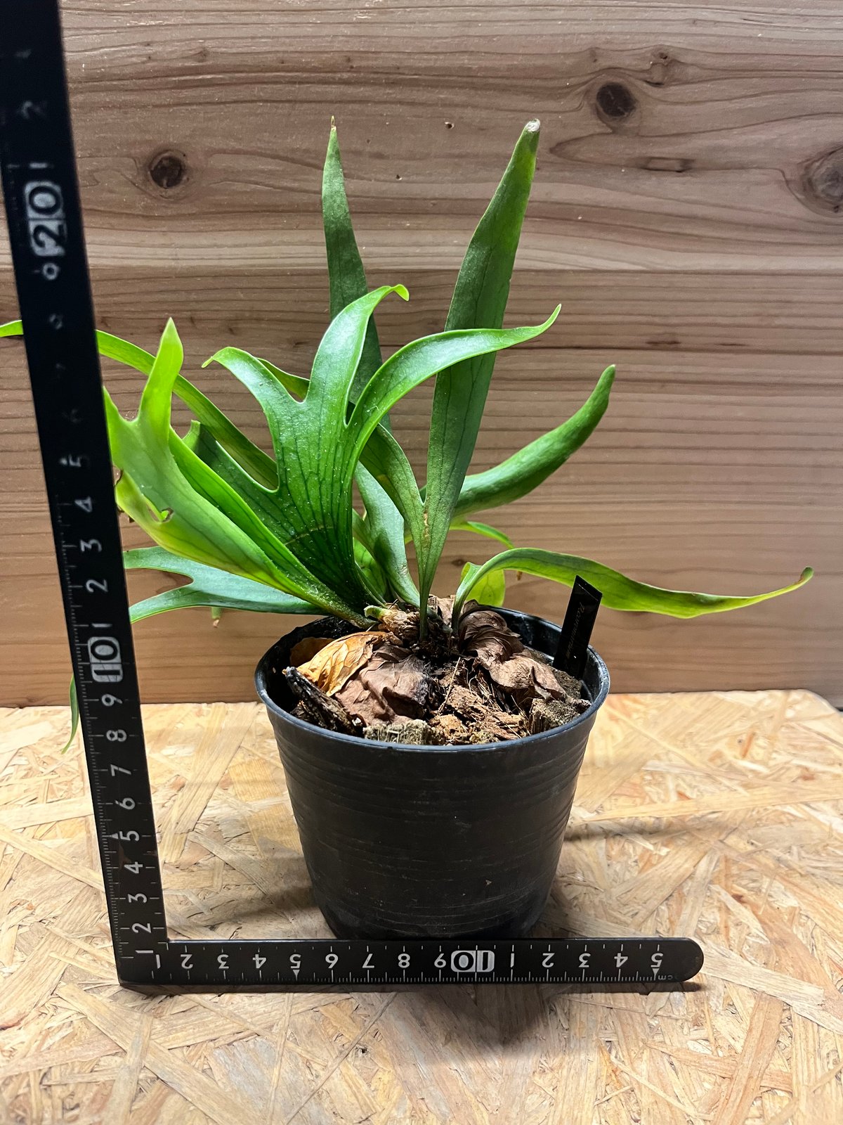 ビカクシダ コロナリウム ドラゴンツリー | GREEN LUCK