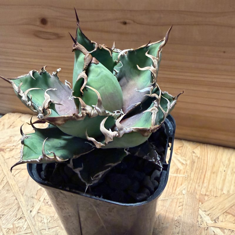 アガベ チタノタ 'シーザー' | GREEN LUCK