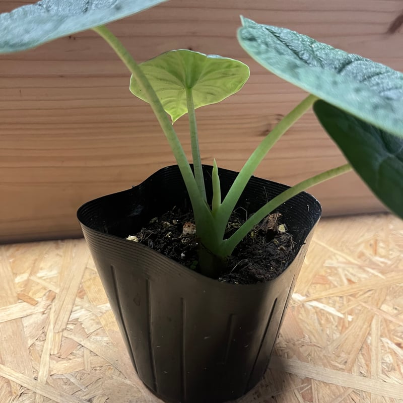 アロカシア メロ | GREEN LUCK