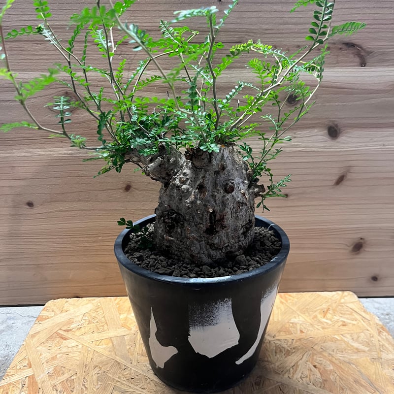 オペルクリカリア パキプス | GREEN LUCK