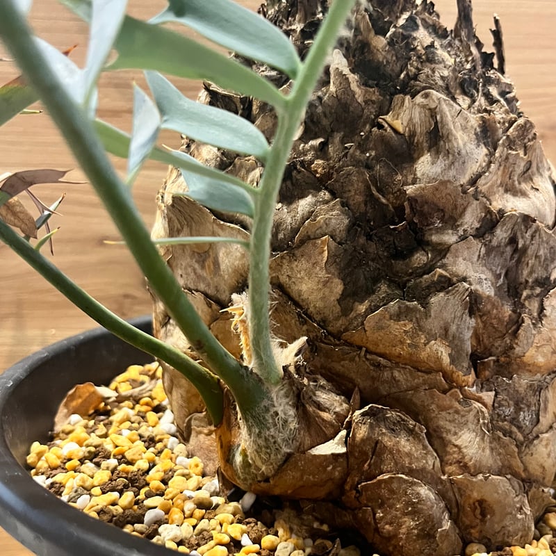 エンセファラルトス ホリダス | GREEN LUCK