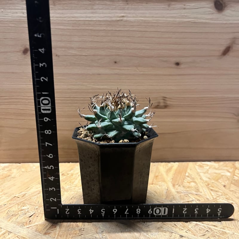 ツルビニカルプス 大疣アロンソイ | GREEN LUCK