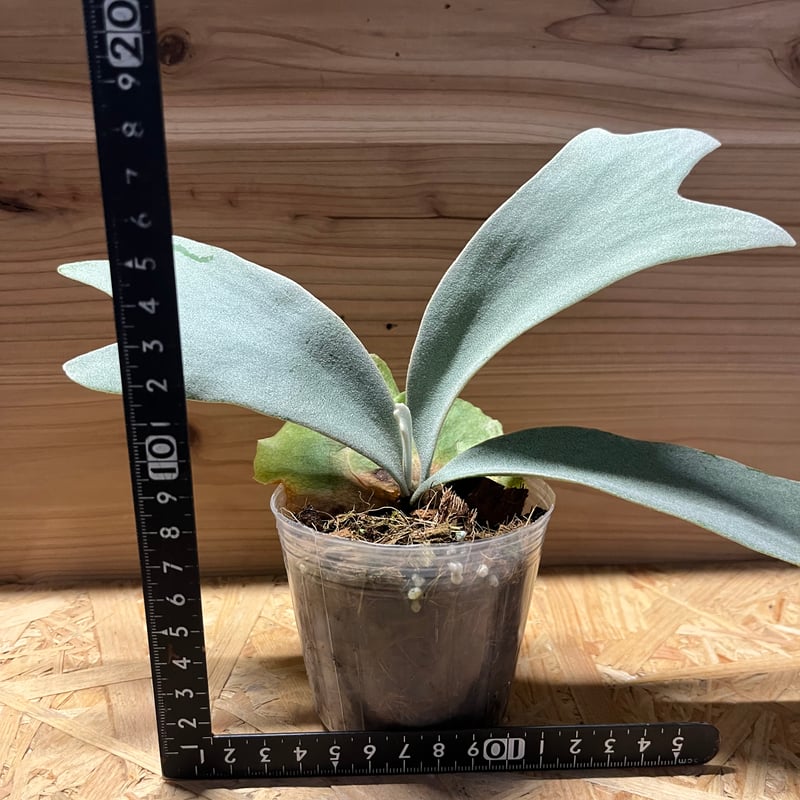 ビカクシダ ウィリンキー バリ | GREEN LUCK