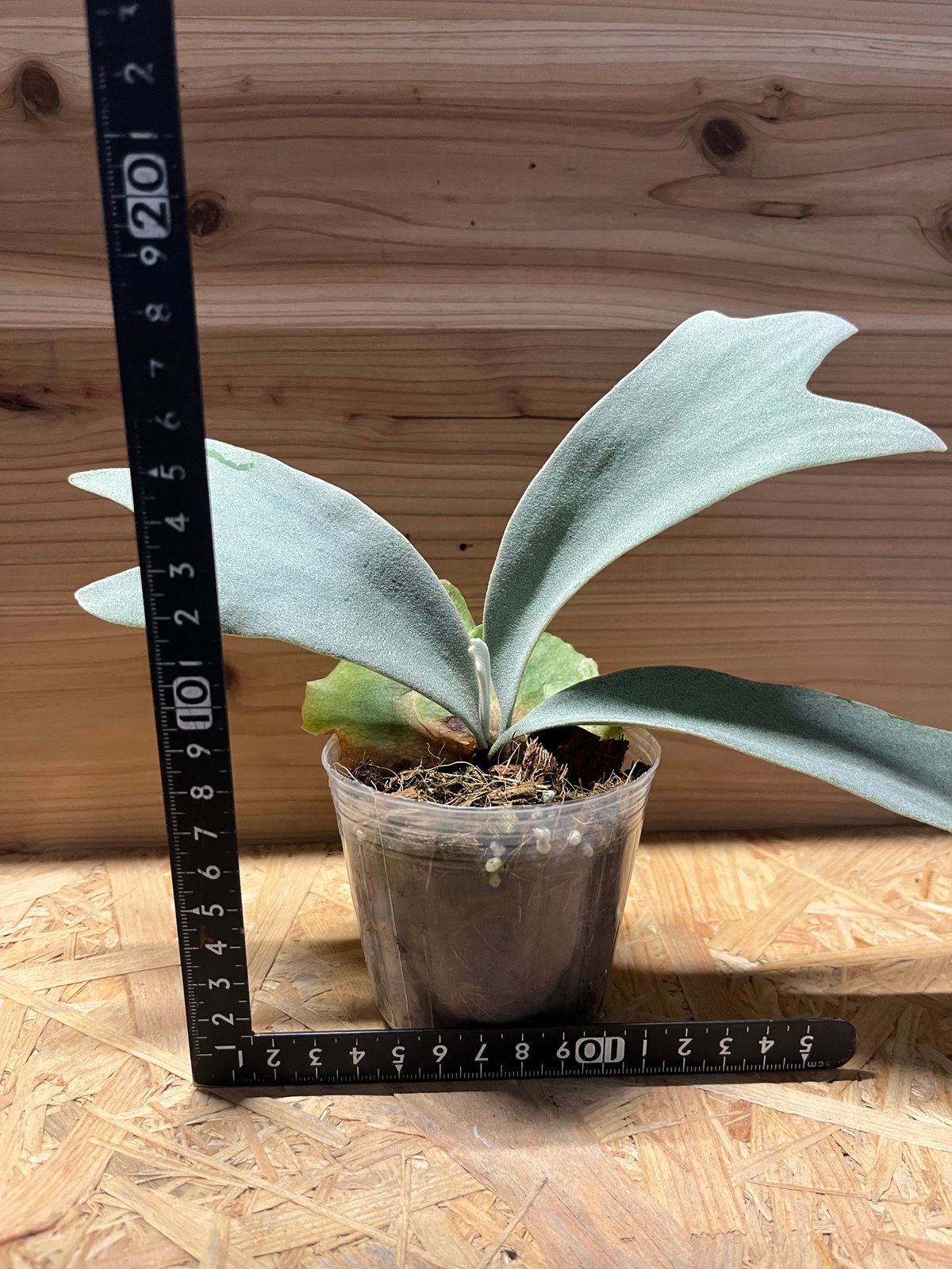 ビカクシダ ウィリンキー バリ | GREEN LUCK