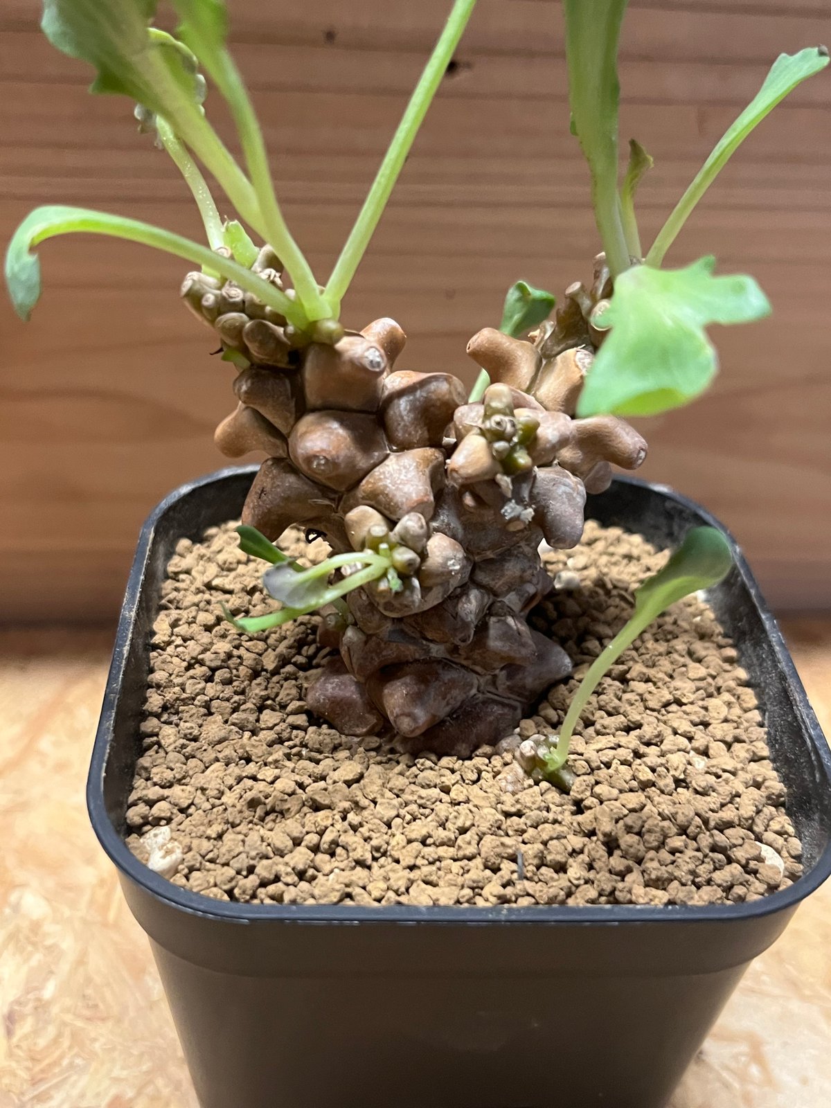 【鉢のまま発送】オトンナ へレー fit=scale-down,w=1200