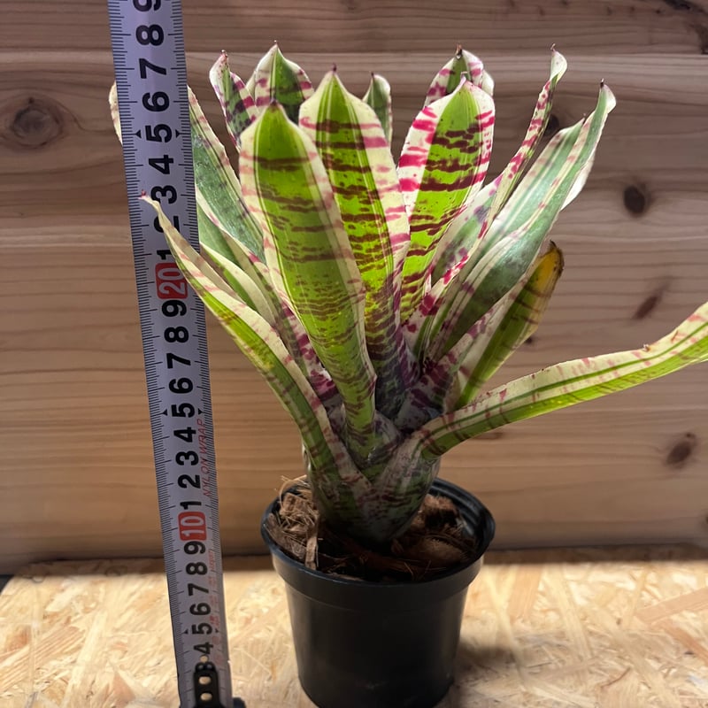 大株 ネオレゲリア ネオレゲリア ワイルドラビット | GREEN LUCK