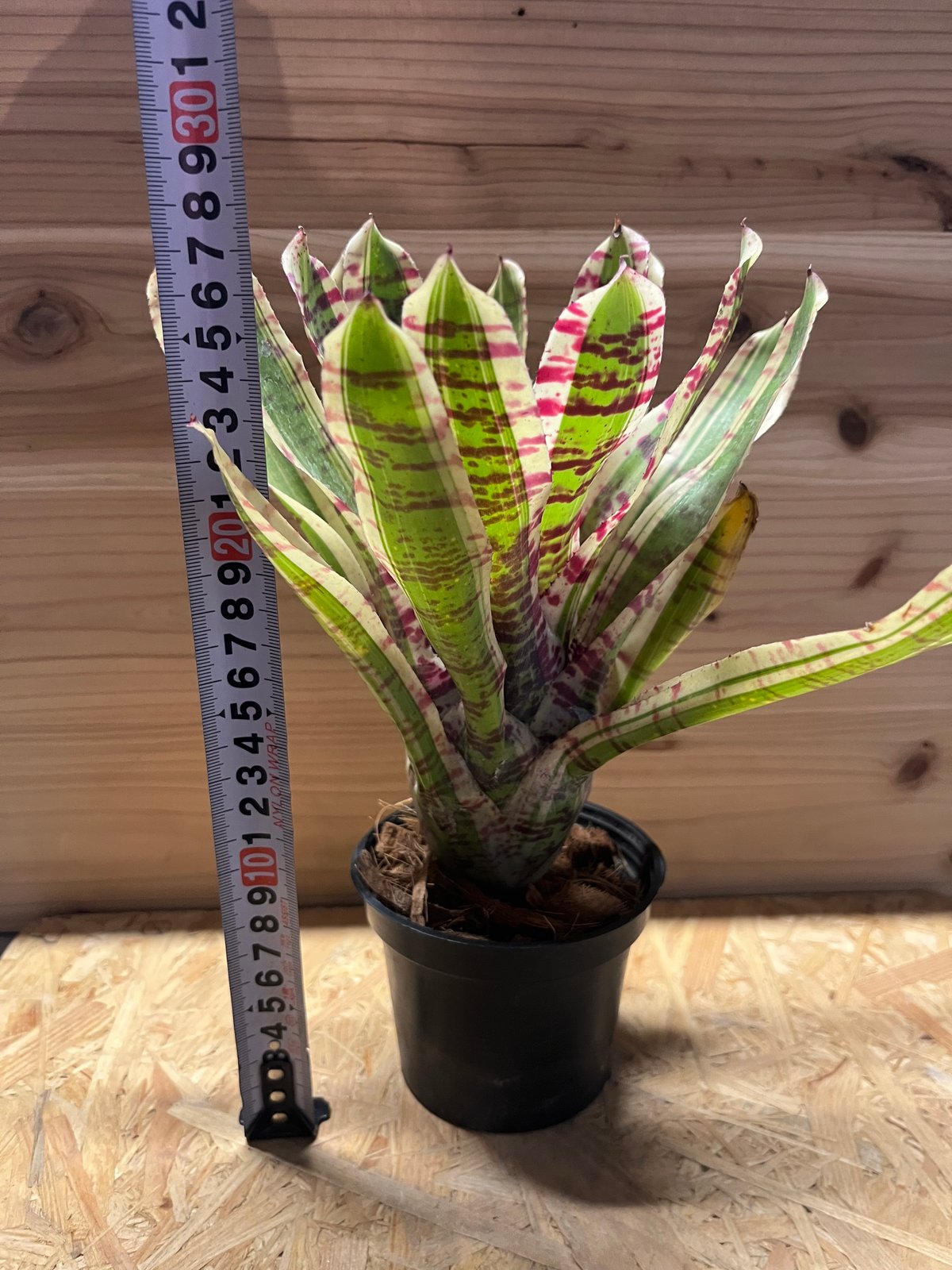 ネオレゲリア fit=scale-down,w=1200