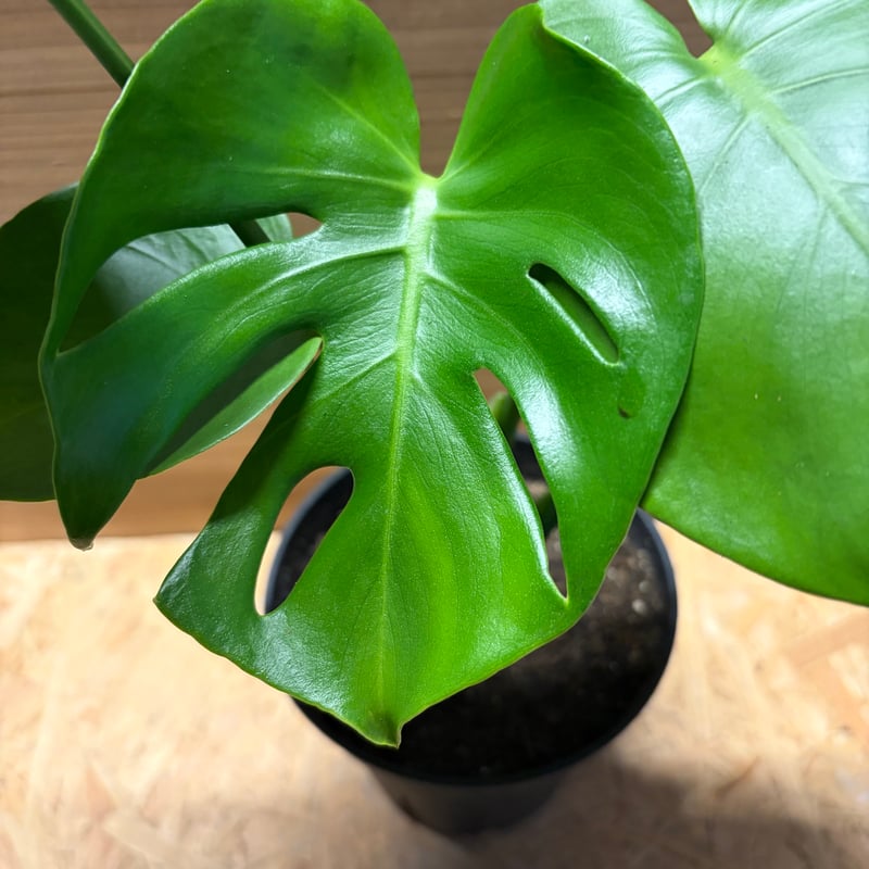 モンステラ デリシオーサ 実生変異 | GREEN LUCK