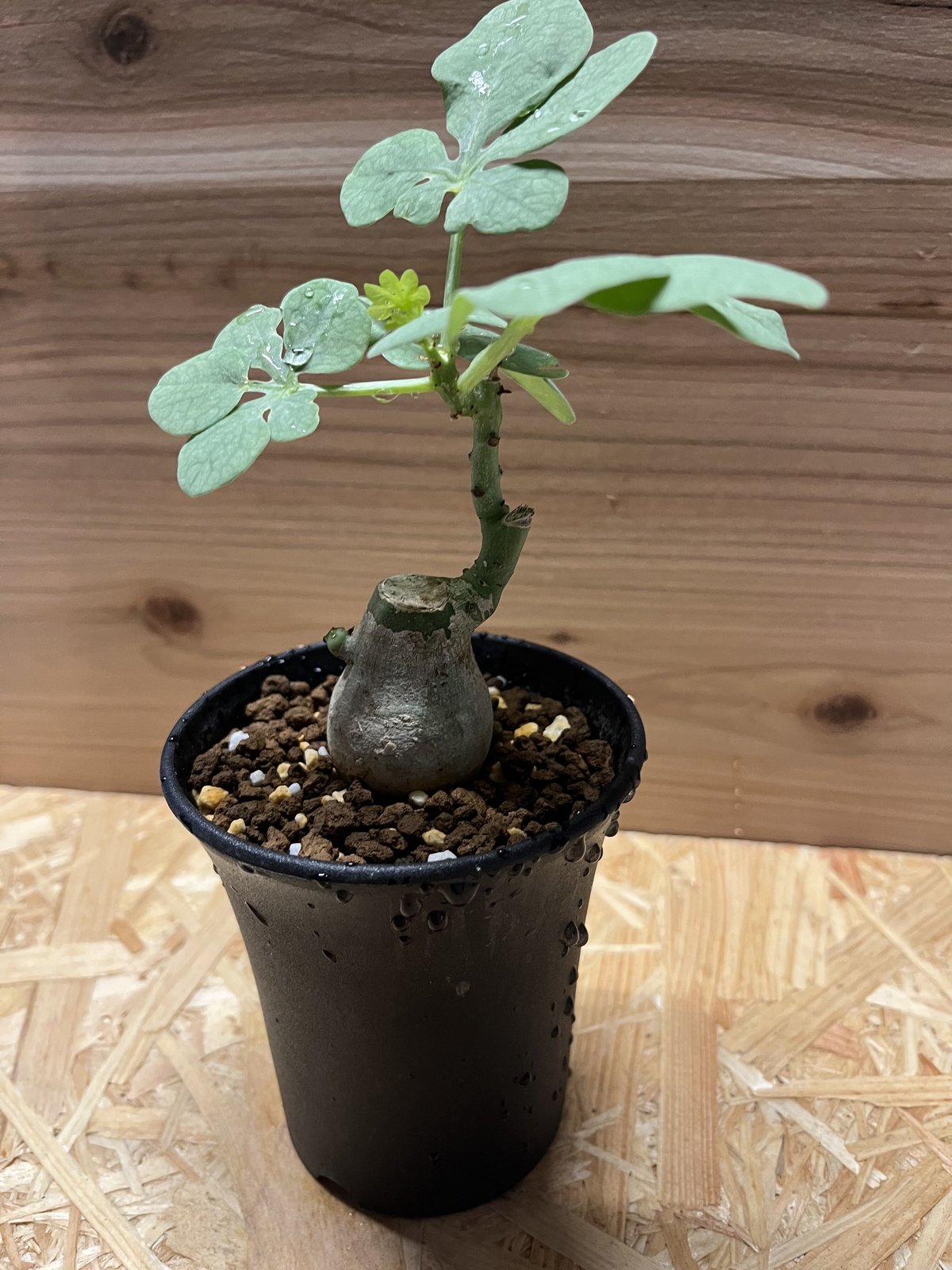 シャカリキ てる　アデニアグラウカ アデニア・グラウカの基本情報・育て方｜多肉植物・サボテン図鑑