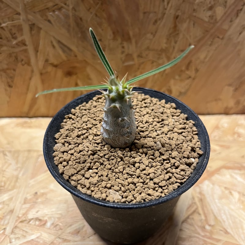 パキポディウム グラキリス | GREEN LUCK