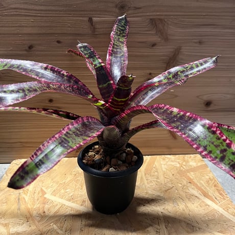 ルシファー | STORES