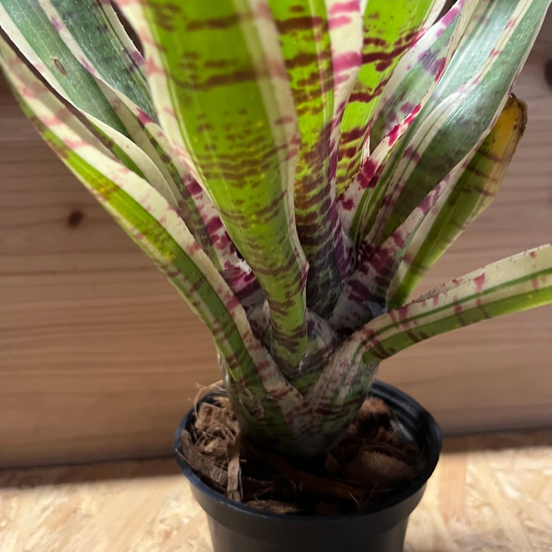 ネオレゲリア ワイルドラビット | GREEN LUCK