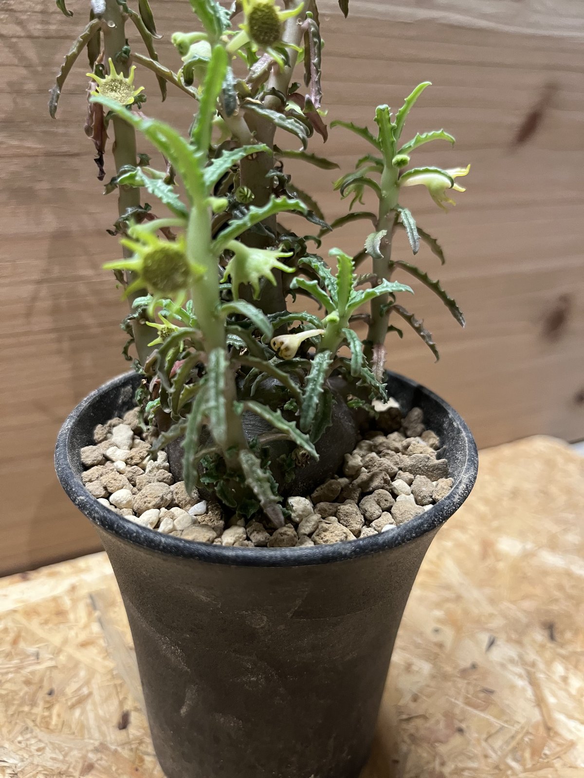 ドルステニア ヒルデブランドティー f. クリスプム 実生2年 ドルステニア ヒルデブランドティー f. クリスプム／ Dorstenia