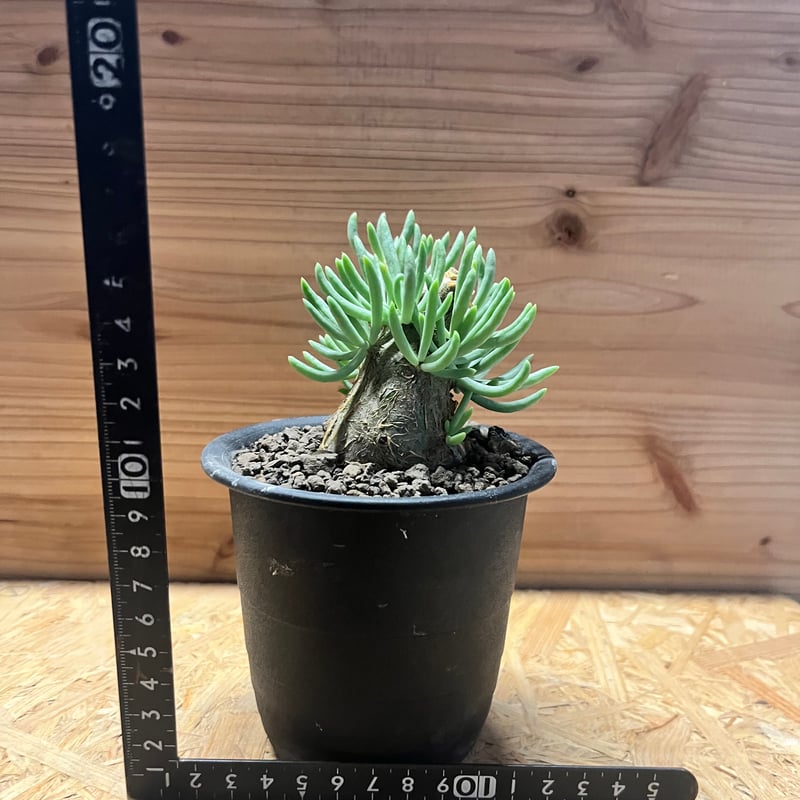 チレコドン ペアルソニー | GREEN LUCK