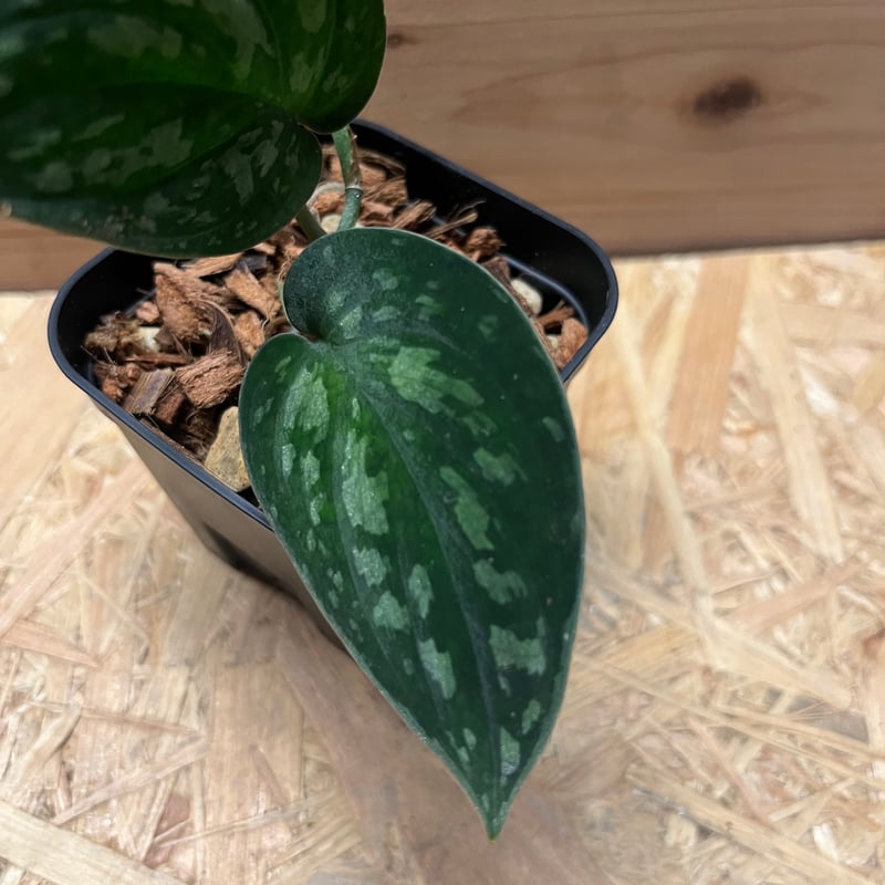 スキンダプサス スーパーブラック ボルネオ | GREEN LUCK