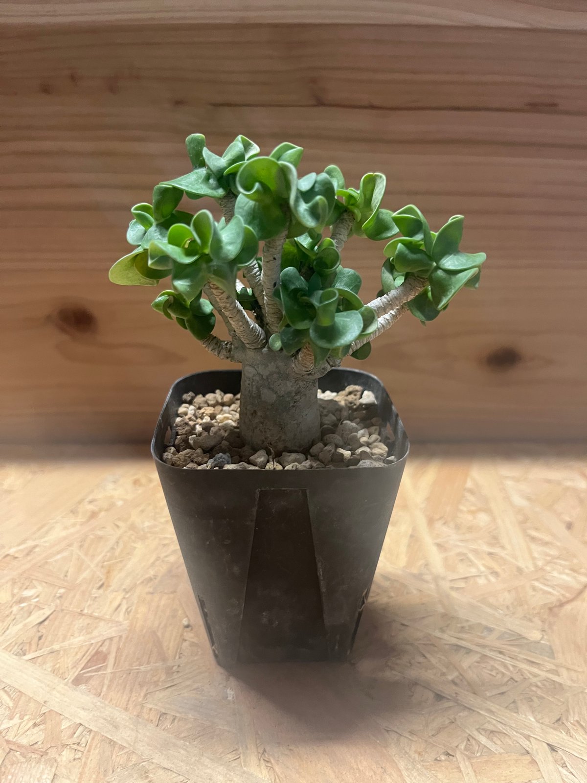 アデニウム　DHA 獅子葉　10株 アデニウム DHA 獅子葉 10株 アデニウム アラビカム D.H.A 獅子葉