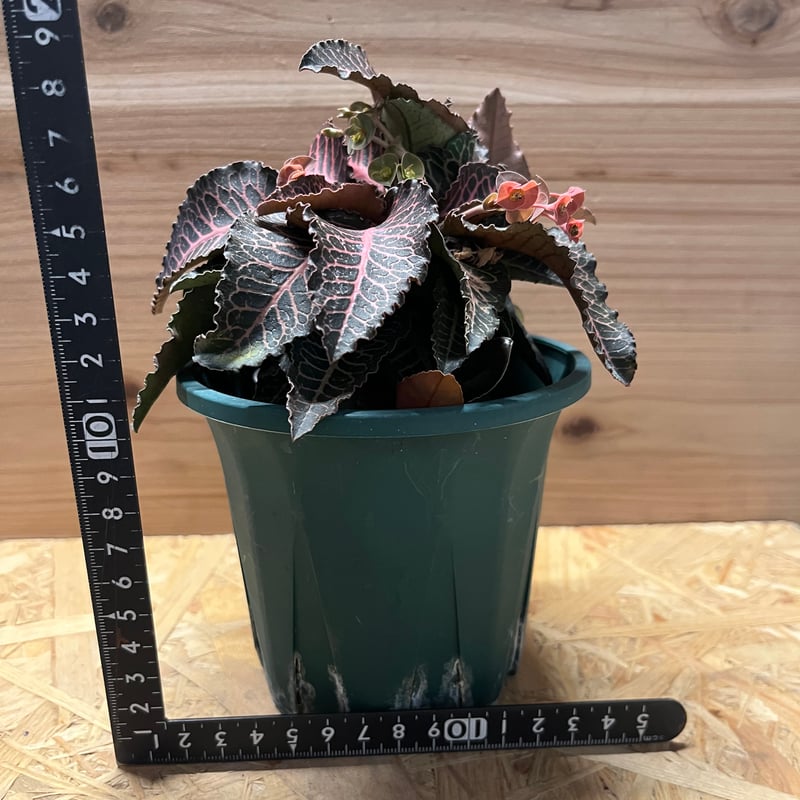 ユーフォルビア フランコイシー ユーフォルビア フランコイシー／Euphorbia francoisii no.1009