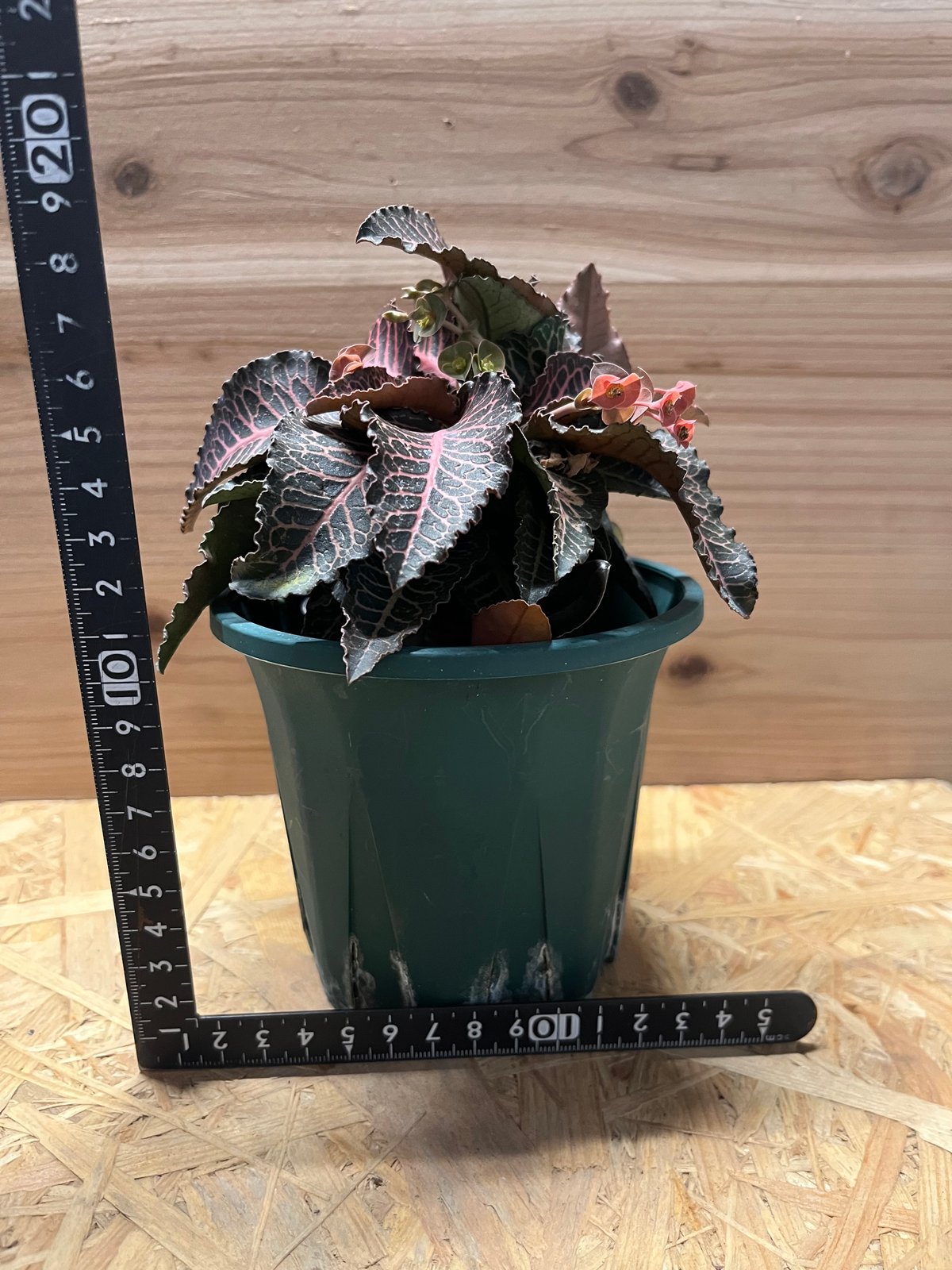 ユーフォルビア フランコイシー | GREEN LUCK