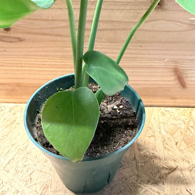 モンステラ デリシオーサ 実生変異 | GREEN LUCK