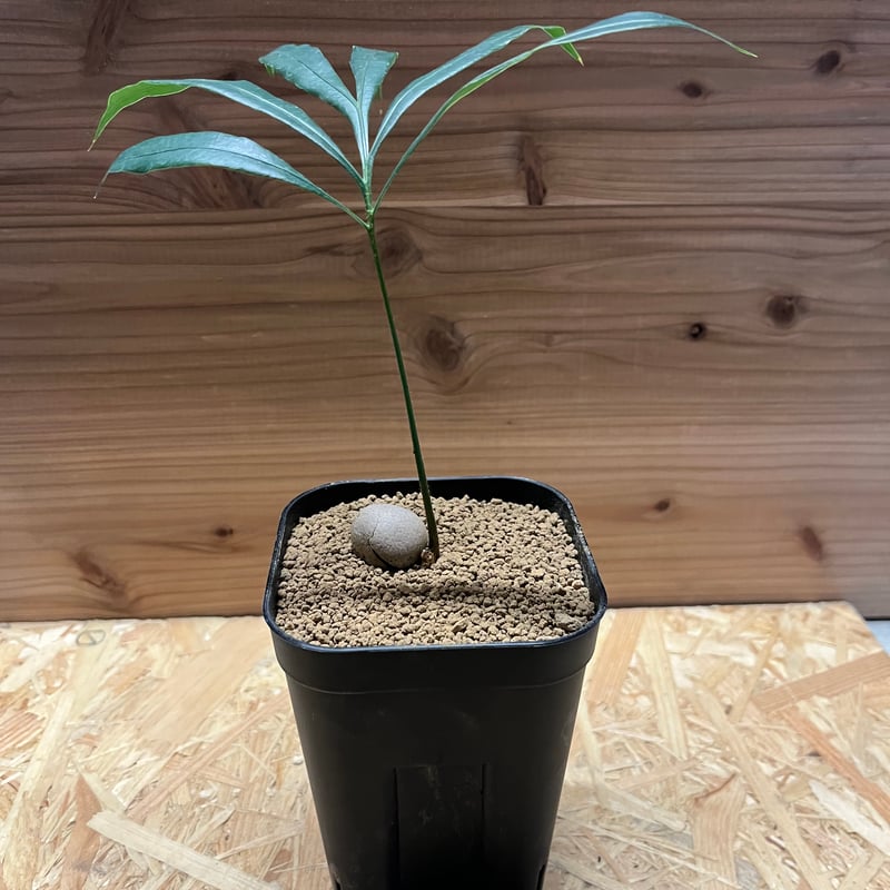 サイカス デバオエンシス | GREEN LUCK