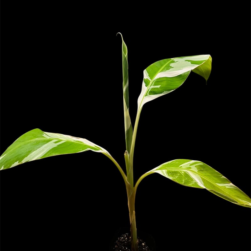 専用出品 ムサ アエアエ 斑入りバナナ | GREEN LUCK