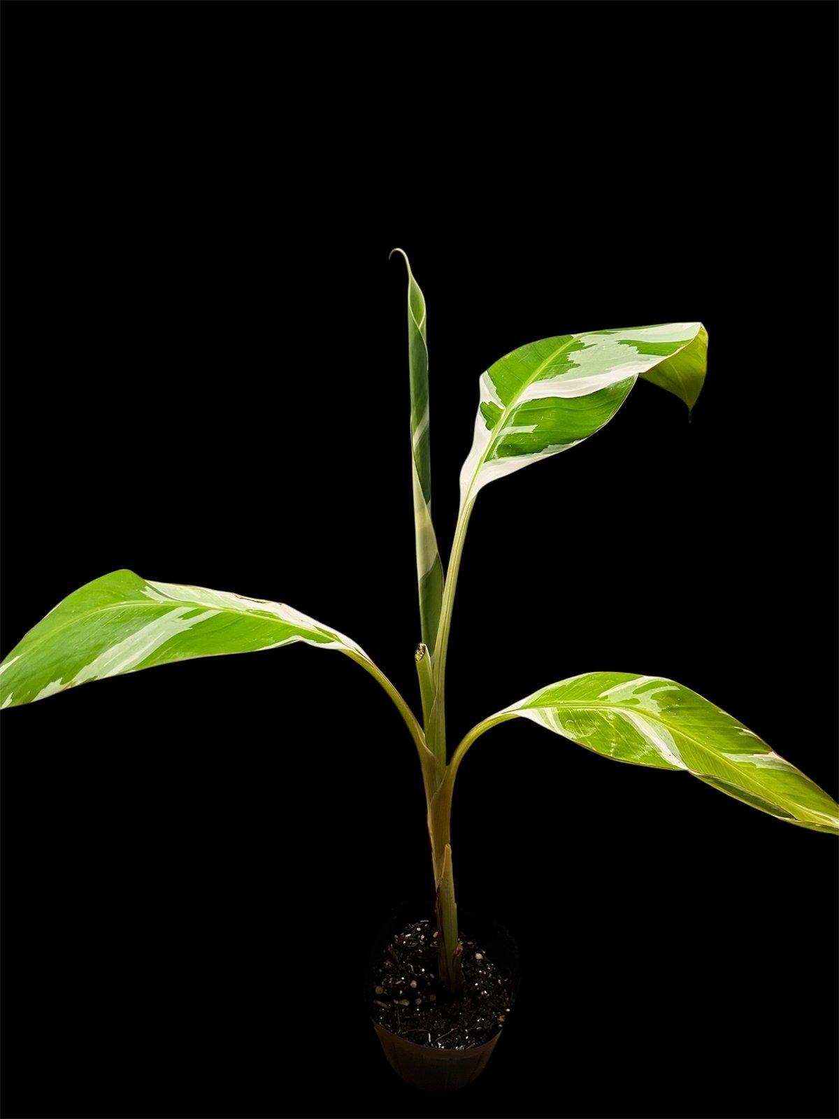 ムサ・アエアエ　Musa AeAe 斑入りバナナ　3芽あり　斑入り良好 ムサ・アエアエ Musa AeAe 斑入りバナナ 3芽あり 斑入り良好