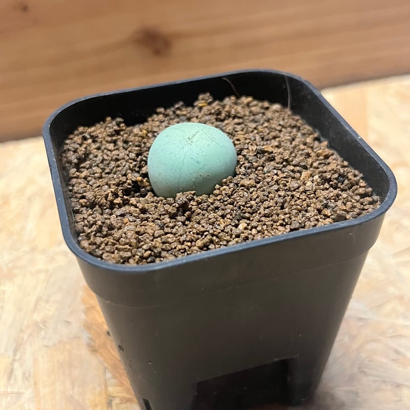 コノフィツム カルキュルス | GREEN LUCK