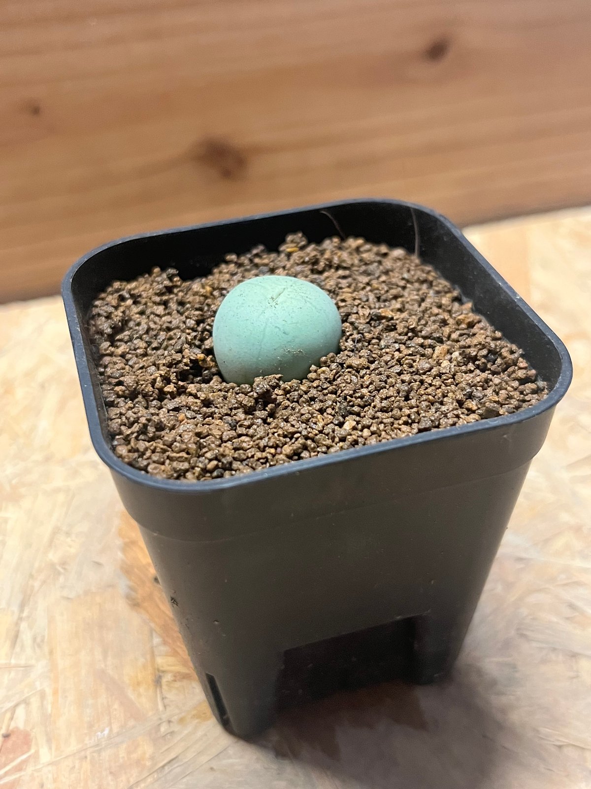 コノフィツム カルキュルス バンジリー 親株 これは本物？？ コノフィツム カルキュルス 亜種 バンジリー | 多肉