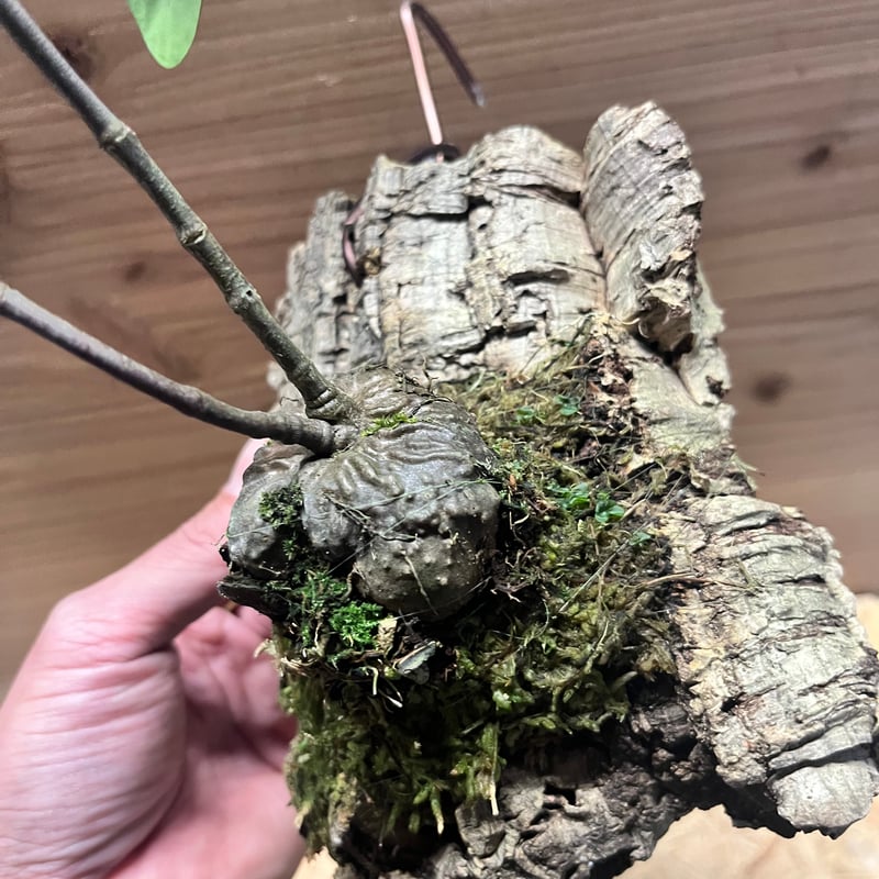 ヒドノフィツム フォルミカルム | GREEN LUCK