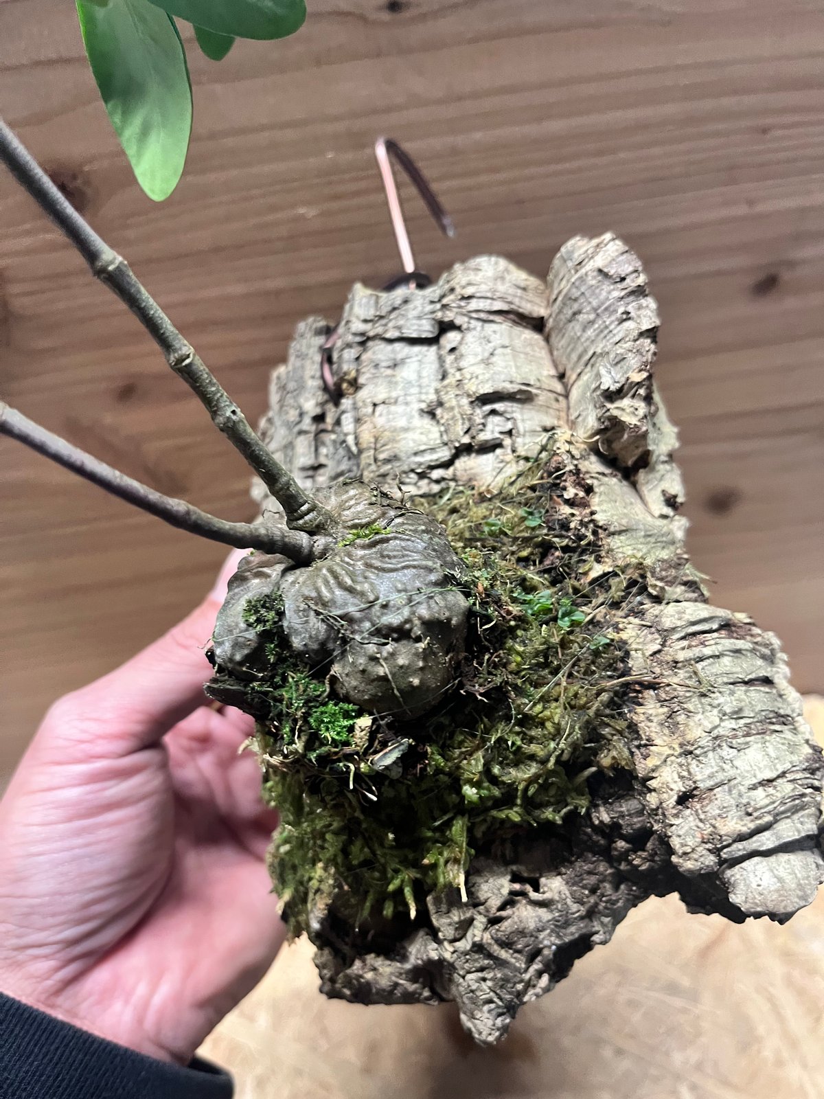 ヒドノフィツム フォルミカルム | GREEN LUCK