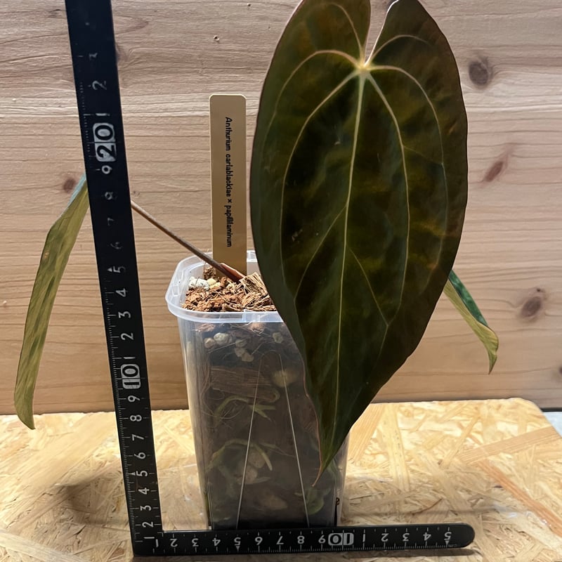 アンスリウム カーラブラッキー×パピリラミナム | GREEN LUCK