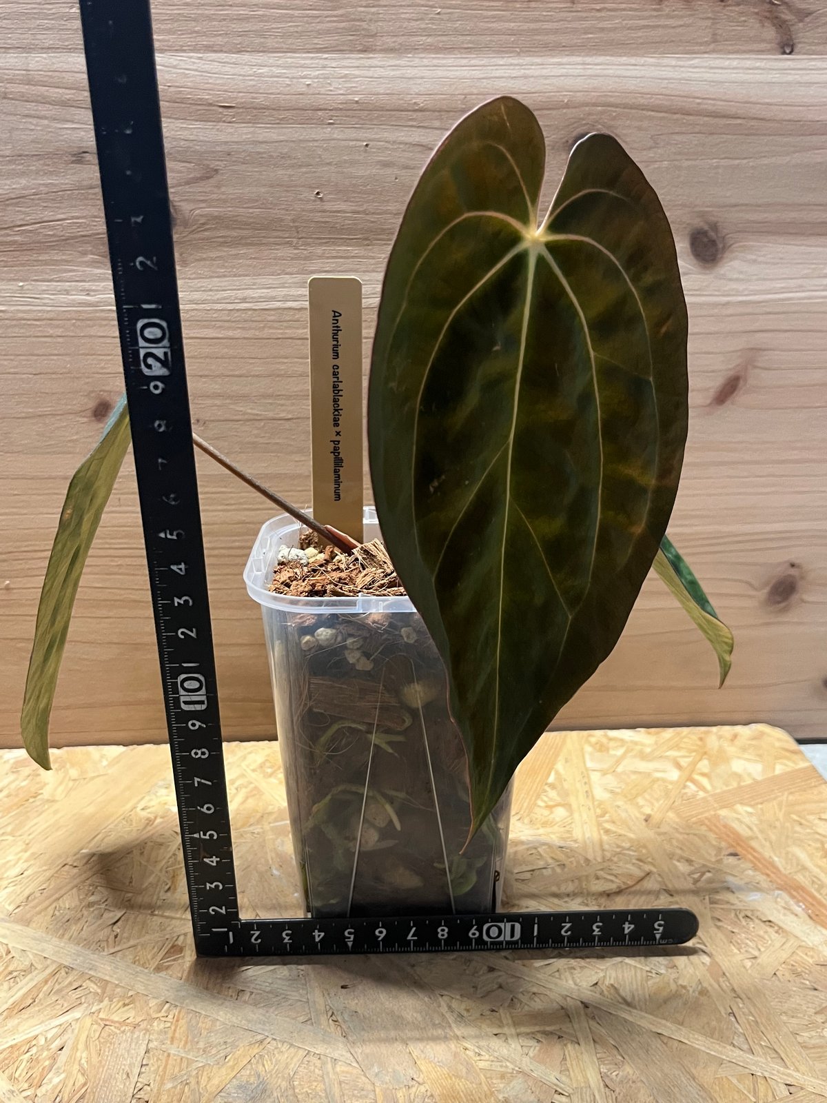 アンスリウム カーラブラッキー×パピリラミナム | GREEN LUCK