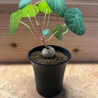 モンソニア ペニクリナム | GREEN LUCK モンソニア ペニクリナム | GREEN LUCK
