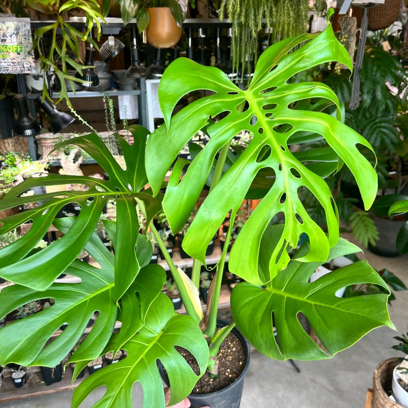 モンステラ デリシオーサ | GREEN LUCK