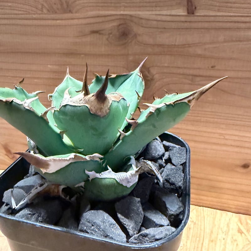 アガベ チタノタ '白犀牛' | GREEN LUCK