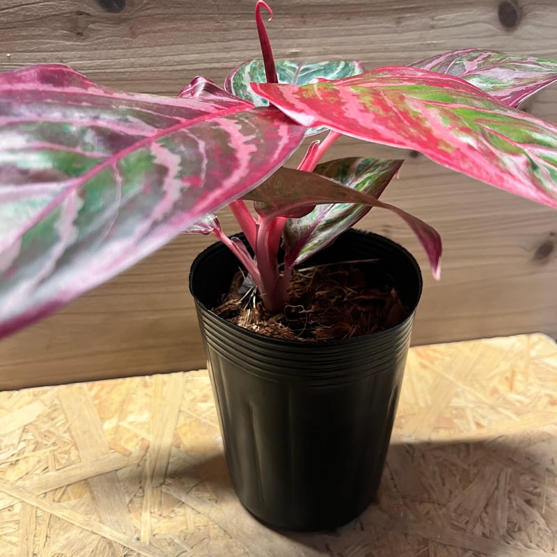 アグラオネマ 'レッドエメラルドドラゴン' | GREEN LUCK